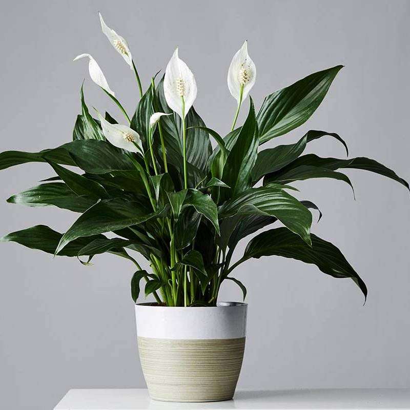 Peace Lily