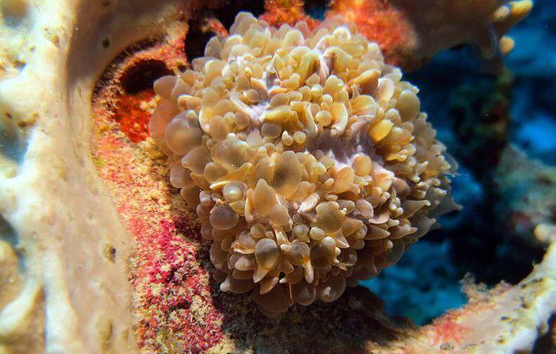 Pearl Coral