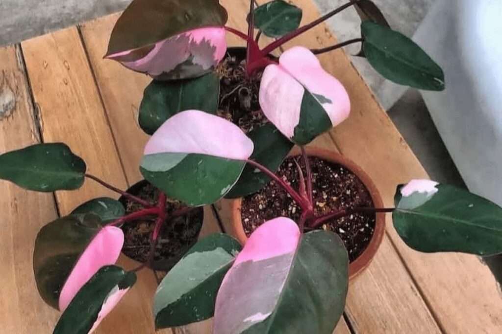 Philodendron Pink Princess