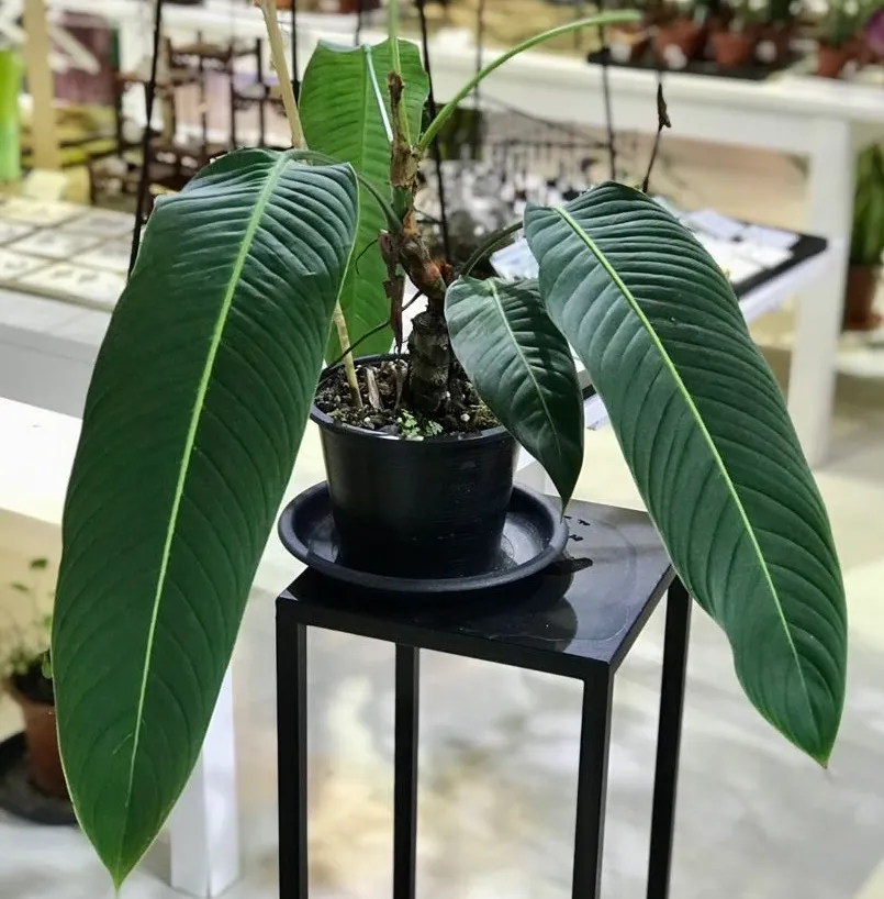 Philodendron heterocraspedon