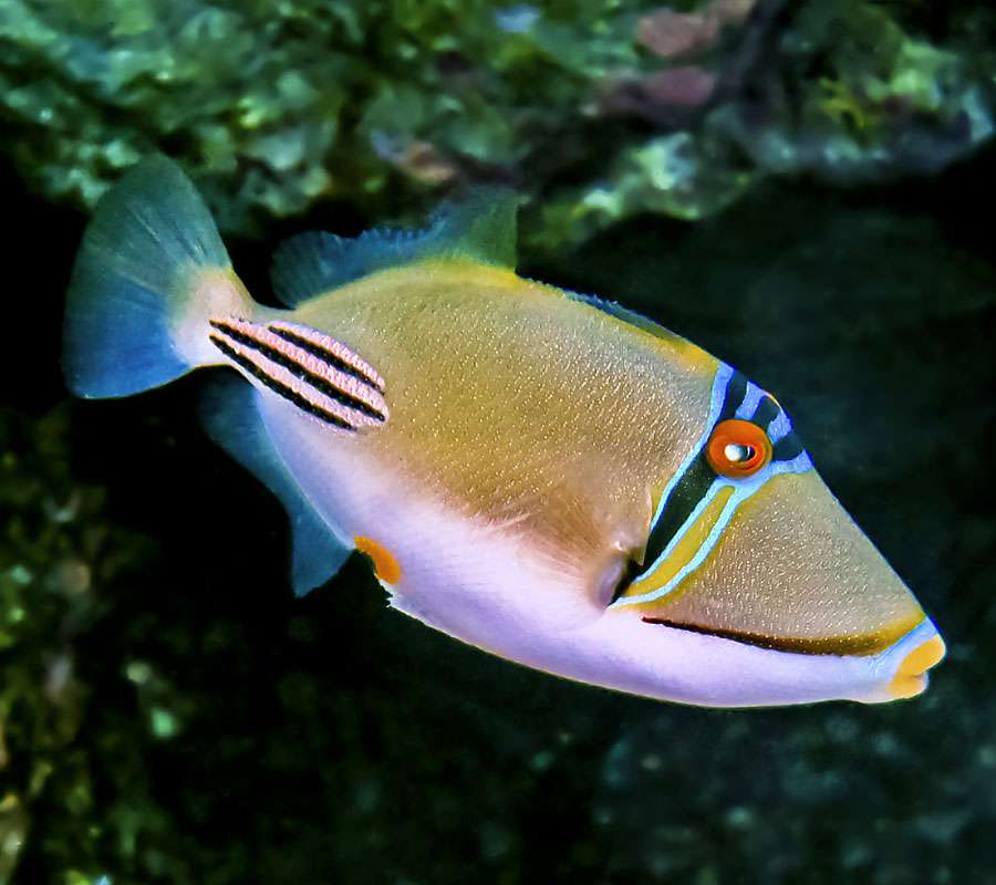 Picasso Triggerfish
