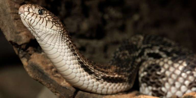 Pine Snake