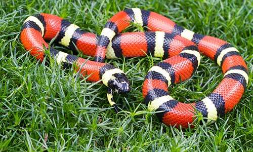 Pueblan Milksnake