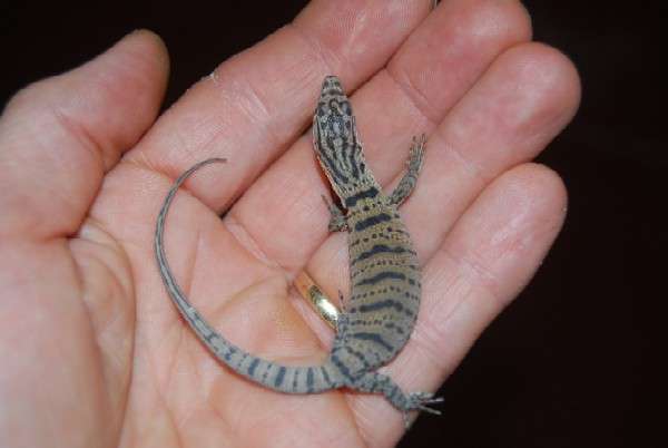 Pygmy Mulga Monitor