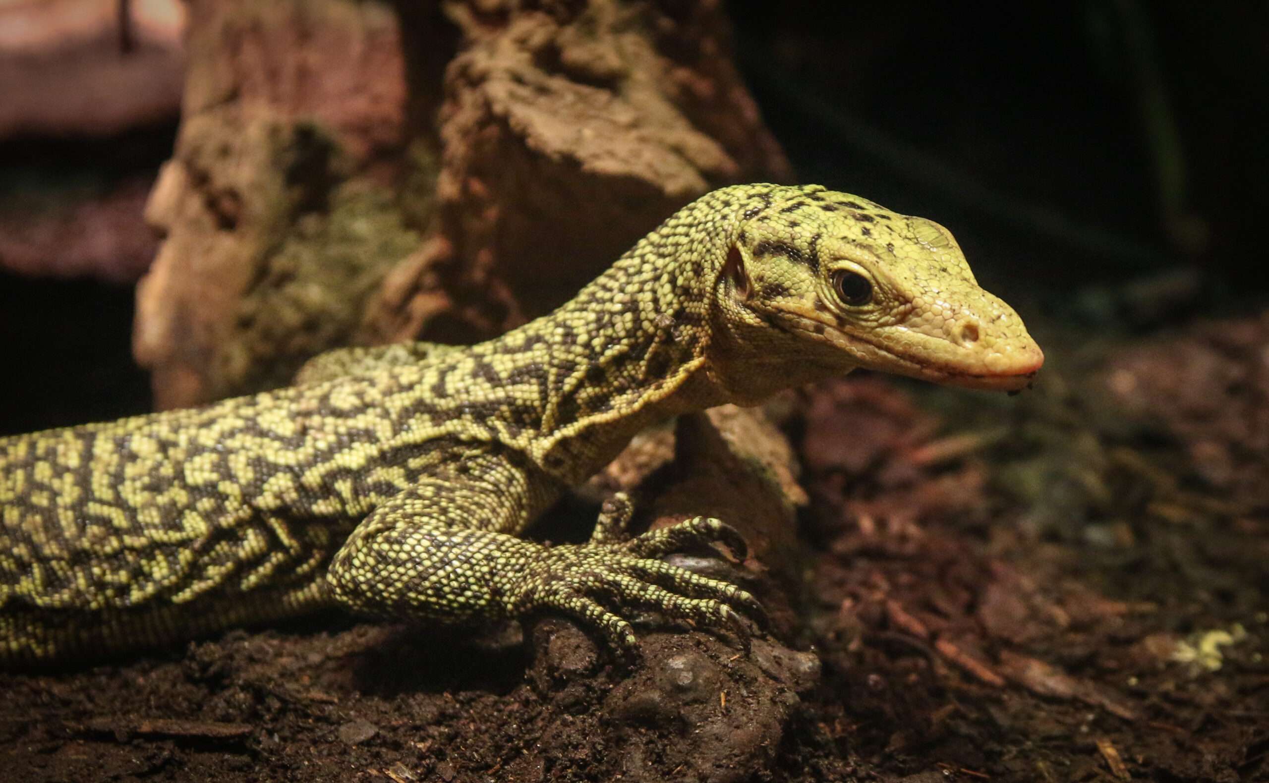 Quince Monitor