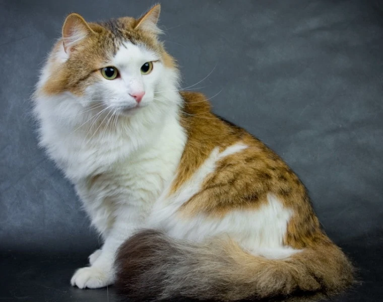 Ragamuffin Cat