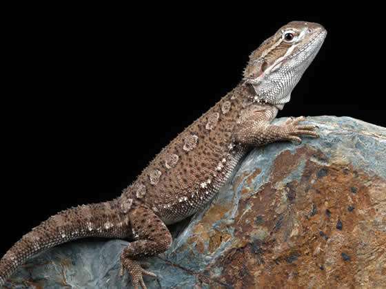 Rankin's Dragon