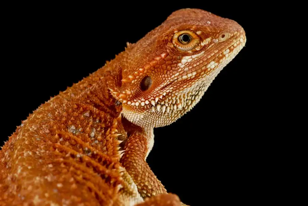 Red Breaded Dragon