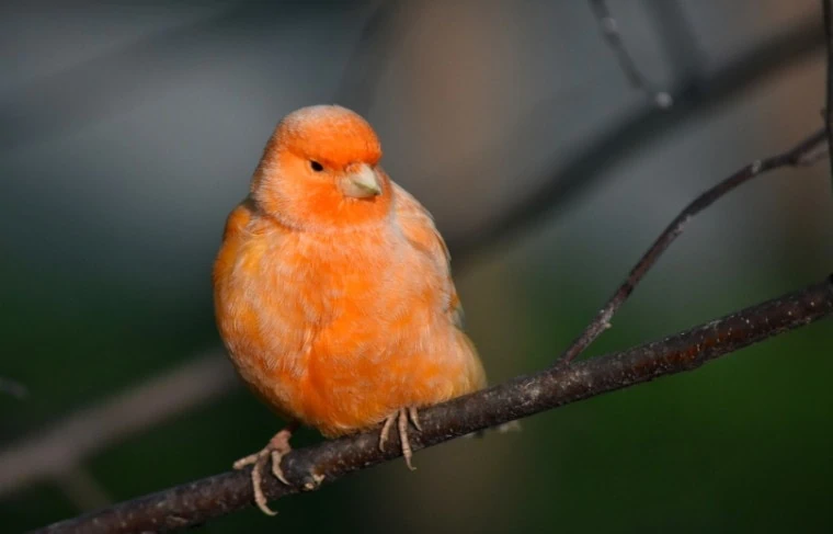 Red-Factor Canary