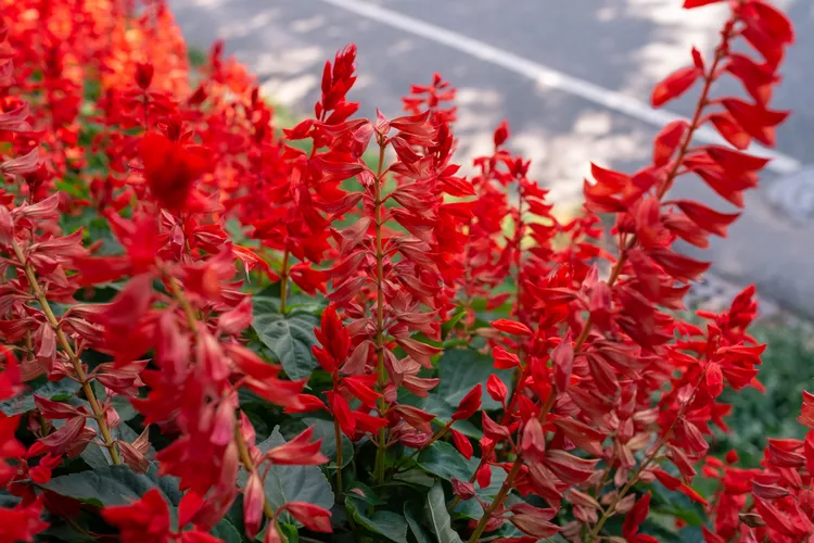 Red Salvia