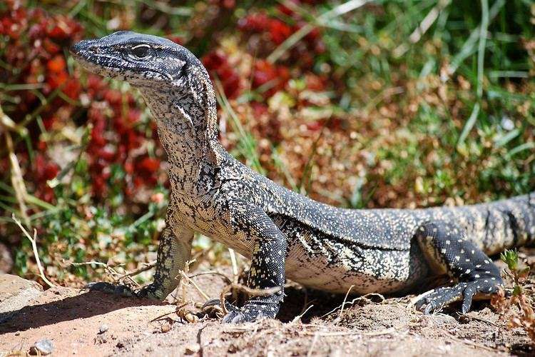 Rosenberg's Monitor