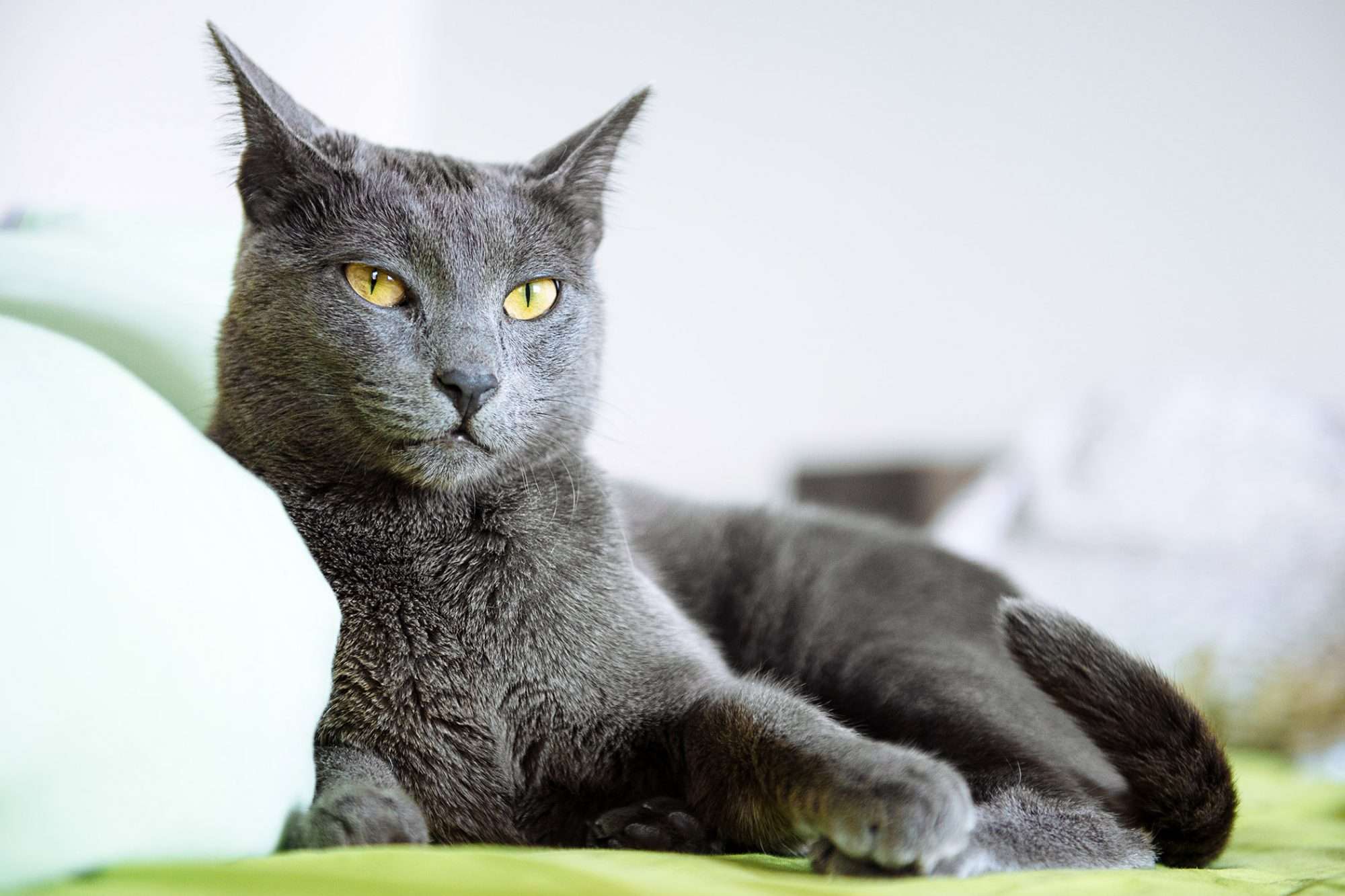 Russian Blue Cat