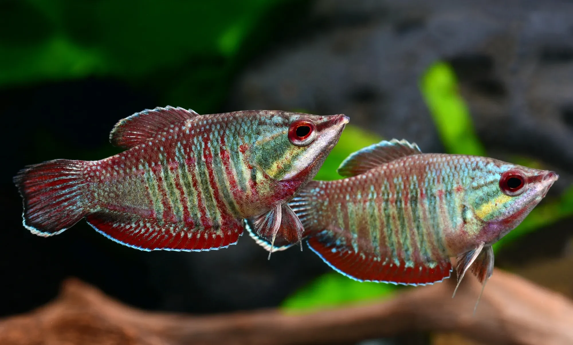 Samurai Gourami