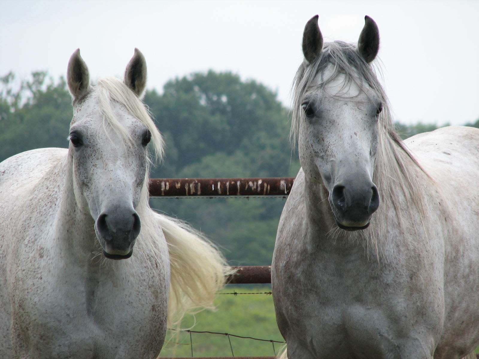 Shagya Arabian