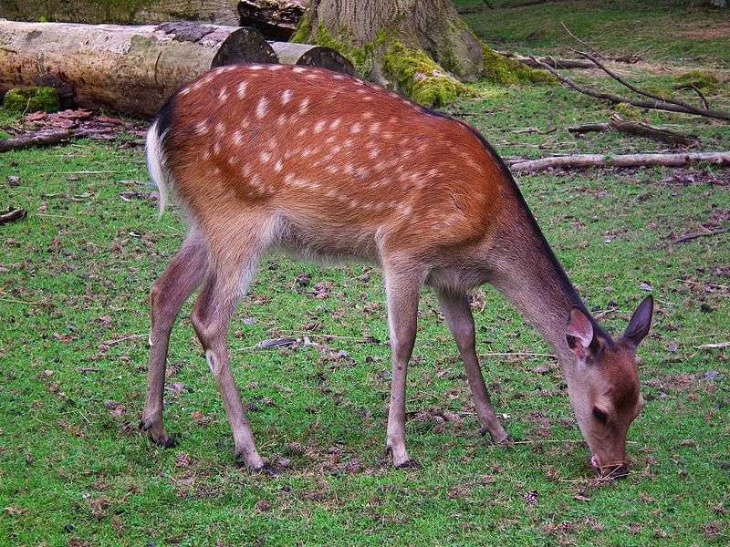 Sika Deer