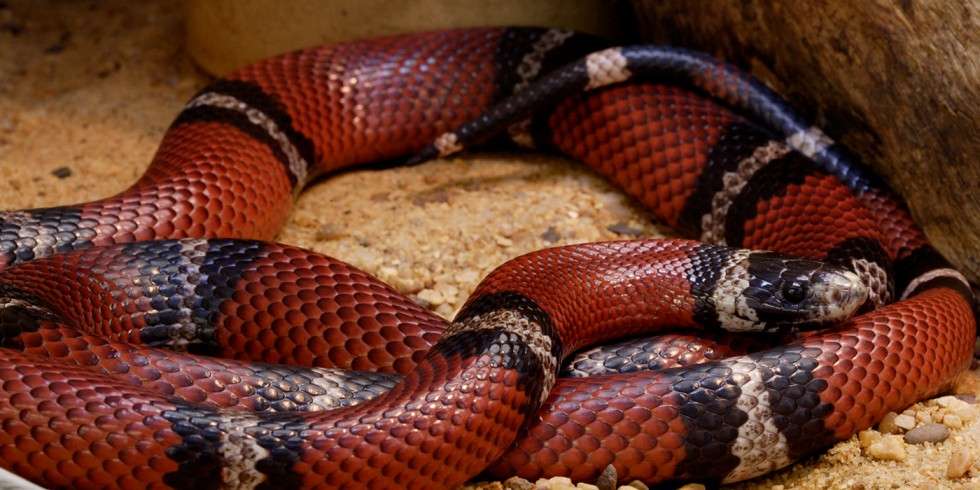 Sinaloan Milksnake