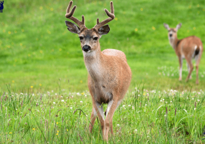 Sitka Deer