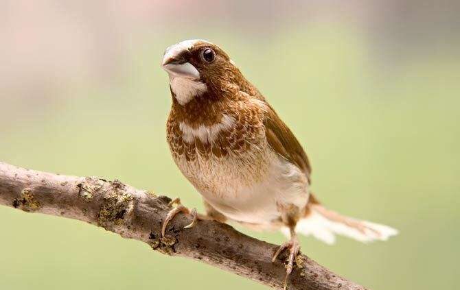 Society Finch