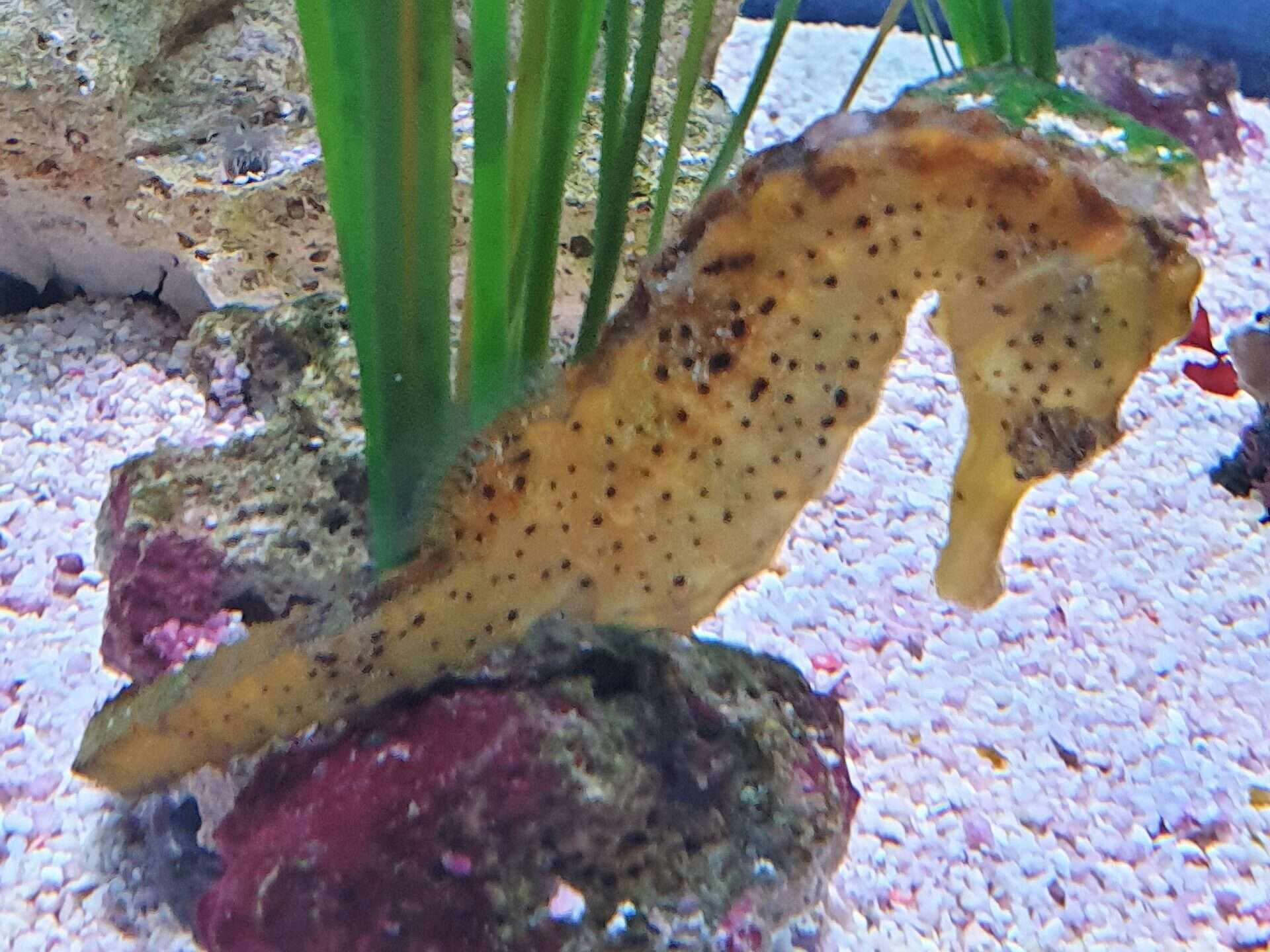 Spotted Seahorse