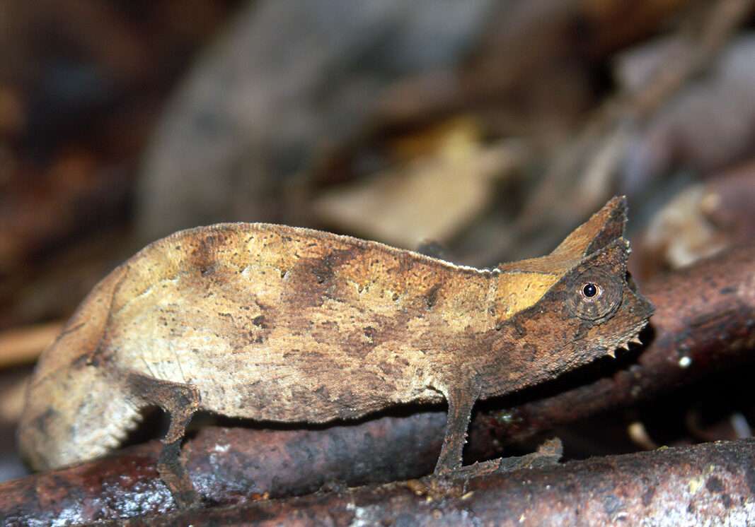 Stump Tailed Pygmy Chameleon