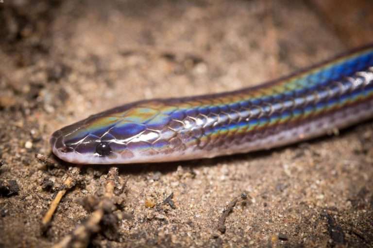 Sunbeam Snake