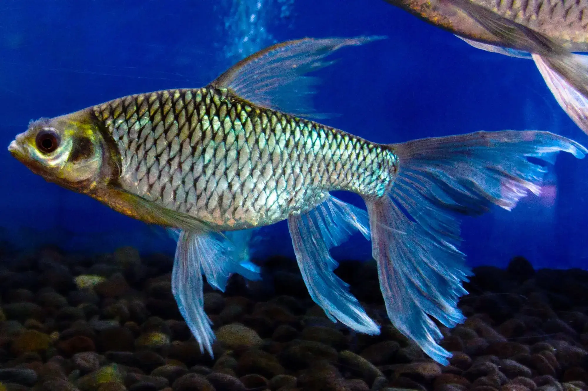 Swamp Barb