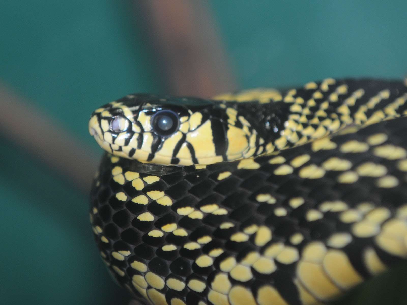Tiger Rat Snake