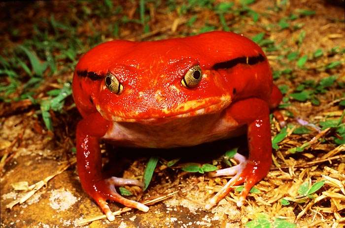 Tomato Frog