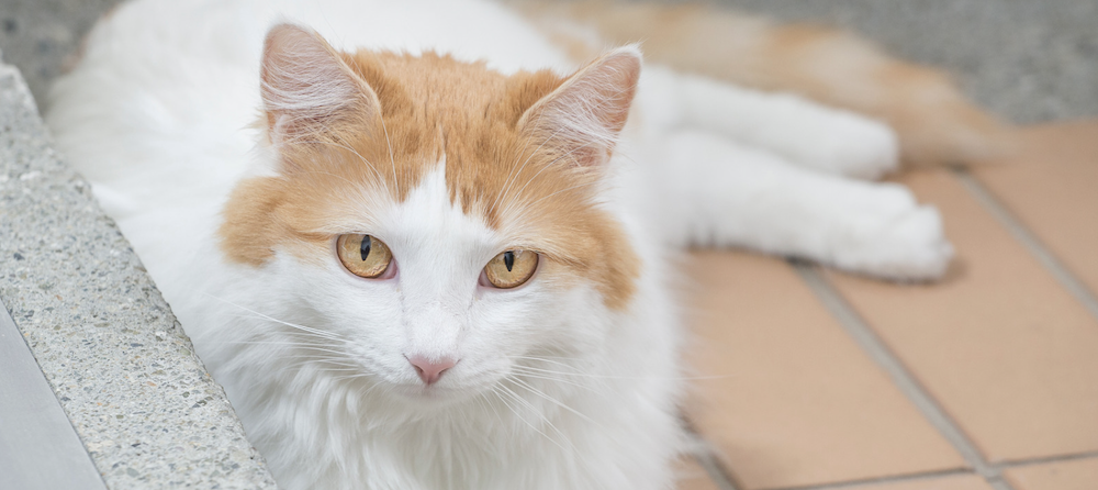 Turkish Van Cat