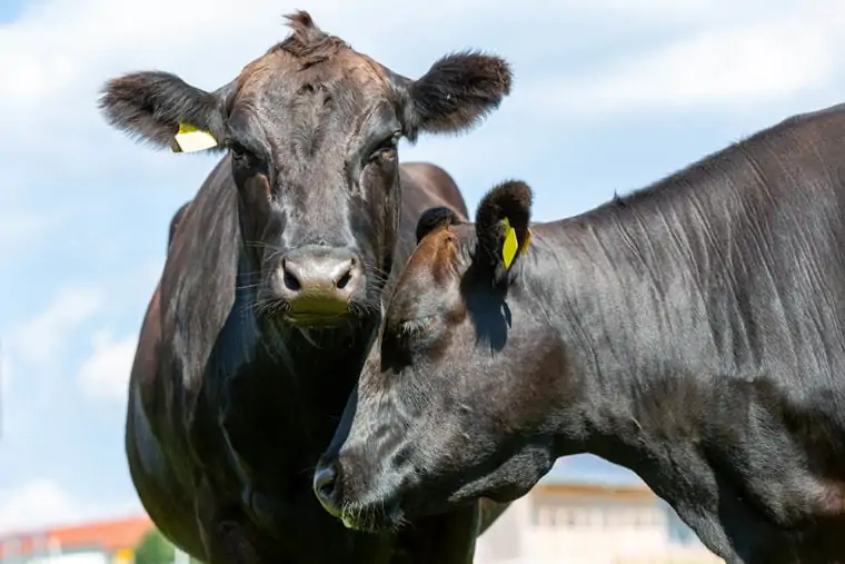 Wagyu