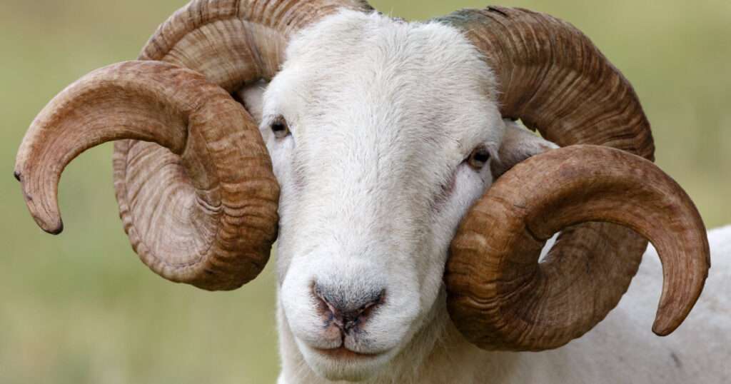 Wiltshire Horn