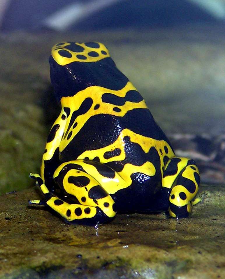 Yellow Banded Poison Dart Frog