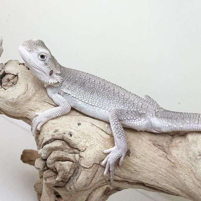 Zero Breaded Dragon