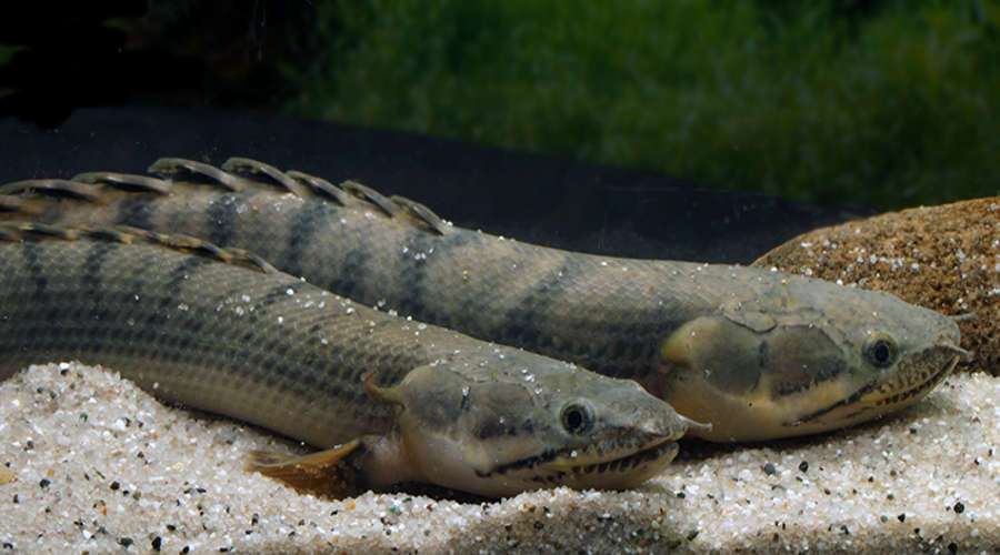 Fathead Bichir