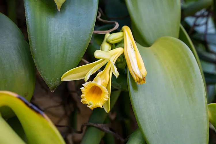 Vanilla Orchid