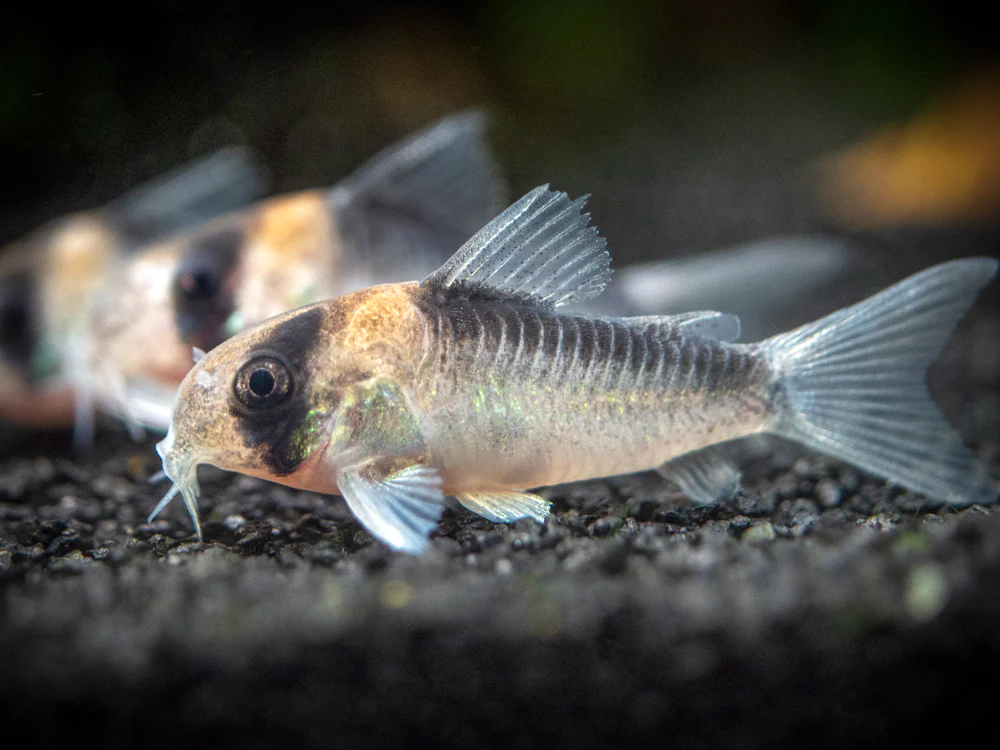 Adolfo's Catfish