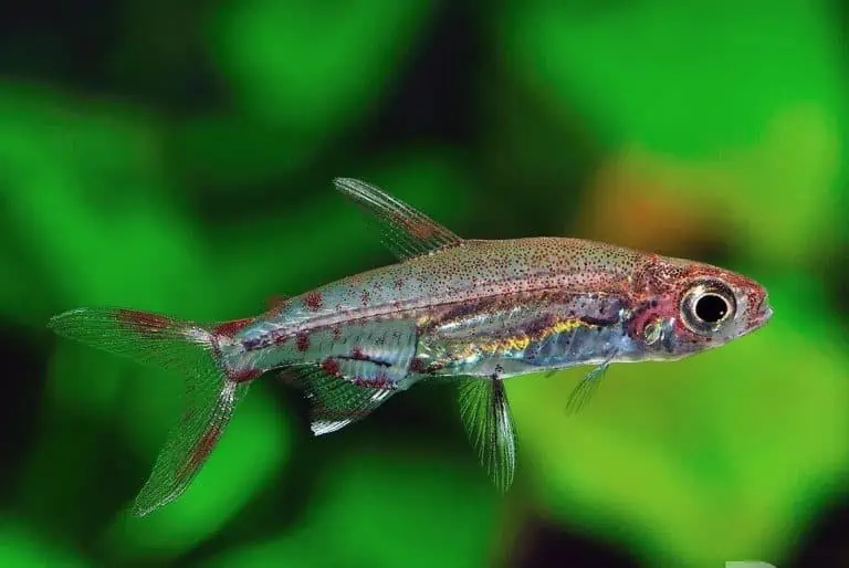 Adonis Tetra