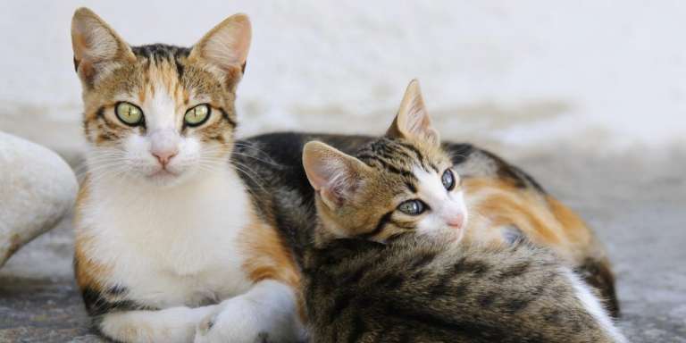 Aegean Cat