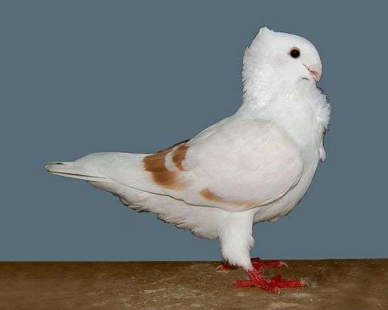 African Owl Pigeon