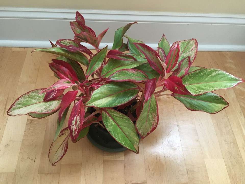 Aglaonema 'Red Gold'