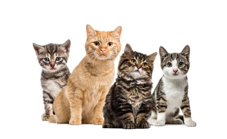 American Polydactyl Cat