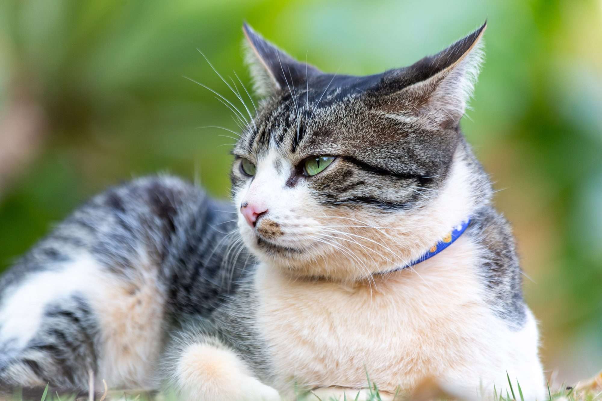 American Wirehair