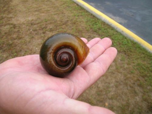 Apple Snail