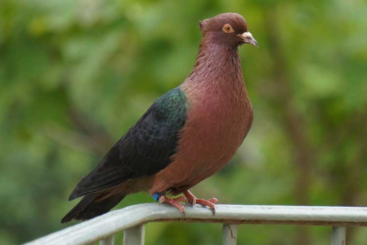 Archangel Pigeon