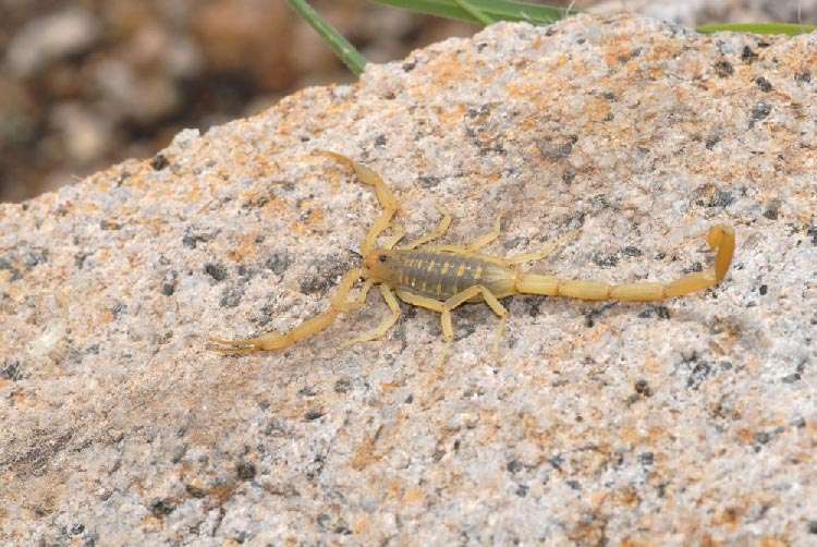Arizona Stripetail Scorpion
