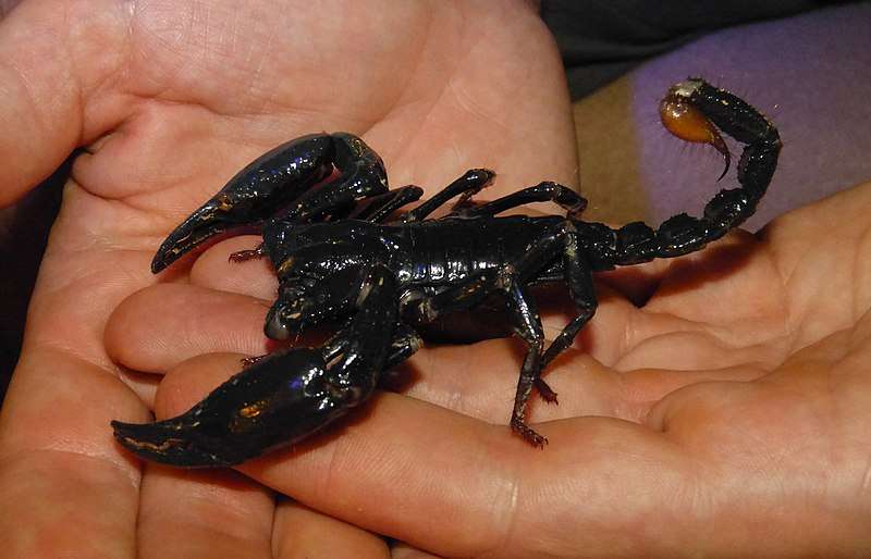 Asian Forest Scorpion