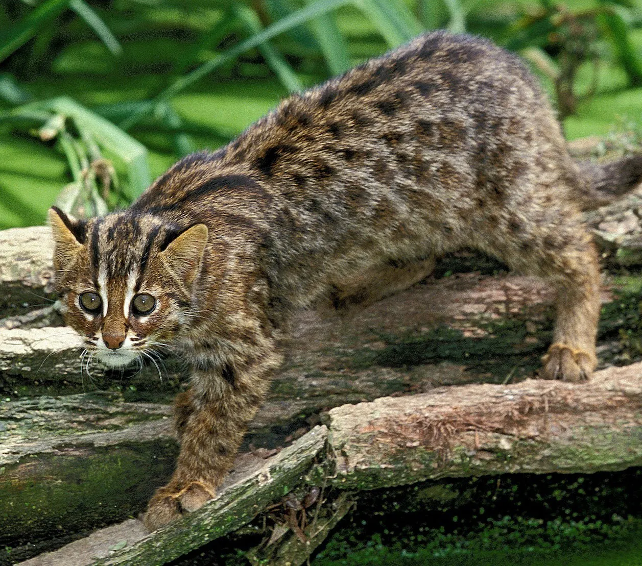 Asian Leopard Cat