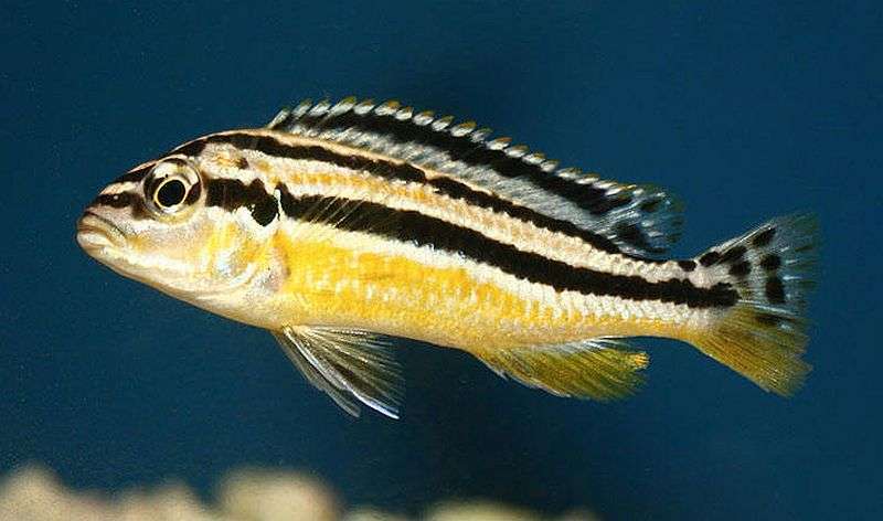 Auratus Cichlid