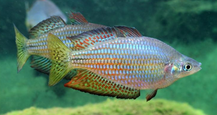 Australian Rainbowfish