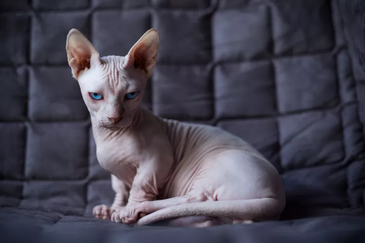 Bambino Cat